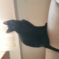 Tekir Kedi, Kedi  Muzo fotoğrafı