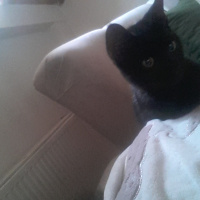 Tekir Kedi, Kedi  Muzo fotoğrafı