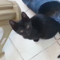 Tekir Kedi, Kedi  Muzo fotoğrafı