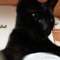 Tekir Kedi, Kedi  Muzo fotoğrafı