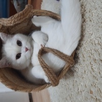 British Shorthair, Kedi  Pamuk fotoğrafı