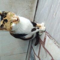 Norwegian Forest, Kedi  Sokak kedisi fotoğrafı