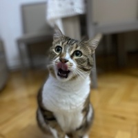 Tekir Kedi, Kedi  BİHTER fotoğrafı