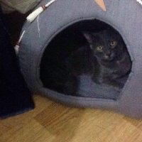 British Shorthair, Kedi  bobo fotoğrafı