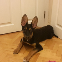 Alman Çoban Köpeği, Köpek  Korsan Kiki fotoğrafı