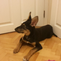Alman Çoban Köpeği, Köpek  Korsan Kiki fotoğrafı