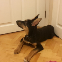 Alman Çoban Köpeği, Köpek  Korsan Kiki fotoğrafı