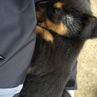 Alman Çoban Köpeği, Köpek  Korsan Kiki fotoğrafı