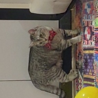British Shorthair, Kedi  Paşa fotoğrafı