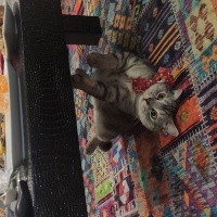British Shorthair, Kedi  Paşa fotoğrafı