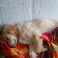 Golden Retriever, Köpek  BART fotoğrafı