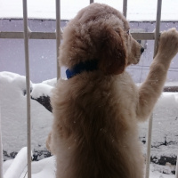 Golden Retriever, Köpek  BART fotoğrafı