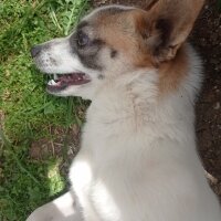 Jack Russell Terrier, Köpek  Sky fotoğrafı