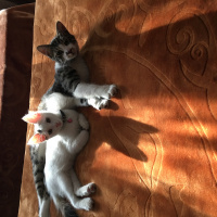 Tekir Kedi, Kedi  Afet fotoğrafı