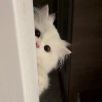 British Longhair, Kedi  Pamuk fotoğrafı