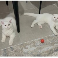 British Longhair, Kedi  Pamuk fotoğrafı