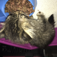 Tekir Kedi, Kedi  Konçuy fotoğrafı