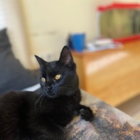 American Bobtail, Kedi  Gece fotoğrafı