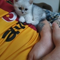 British Shorthair, Kedi  Mia fotoğrafı