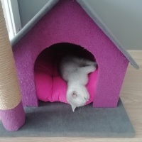 British Shorthair, Kedi  Mia fotoğrafı