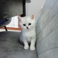 British Shorthair, Kedi  Mia fotoğrafı