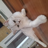 British Shorthair, Kedi  Mia fotoğrafı