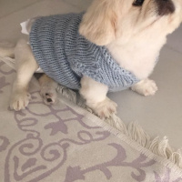 Pekingese, Köpek  lulu fotoğrafı