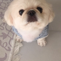 Pekingese, Köpek  lulu fotoğrafı
