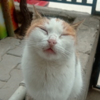 Tekir Kedi, Kedi  Prenses fotoğrafı