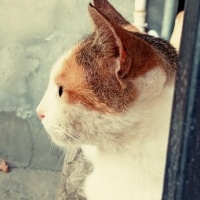 Tekir Kedi, Kedi  Prenses fotoğrafı