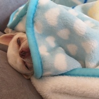 Chihuahua, Köpek  düğme fotoğrafı