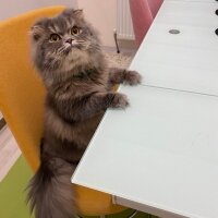 Scottish Fold, Kedi  Aliş fotoğrafı