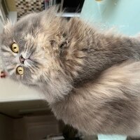 Scottish Fold, Kedi  Aliş fotoğrafı