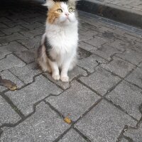 Tekir Kedi, Kedi  Sokak Kedisi fotoğrafı