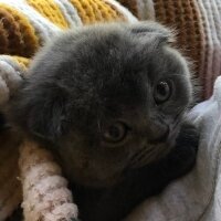 Scottish Fold, Kedi  Tüylü fotoğrafı