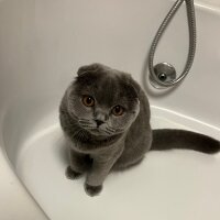 Scottish Fold, Kedi  Tüylü fotoğrafı