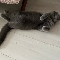 Scottish Fold, Kedi  Tüylü fotoğrafı