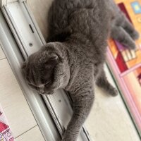 Scottish Fold, Kedi  Tüylü fotoğrafı