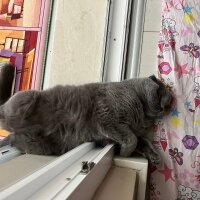 Scottish Fold, Kedi  Tüylü fotoğrafı