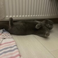 Scottish Fold, Kedi  Tüylü fotoğrafı