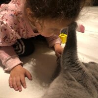 Scottish Fold, Kedi  Tüylü fotoğrafı