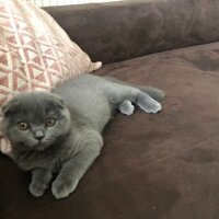 Scottish Fold, Kedi  Tüylü fotoğrafı