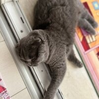 Scottish Fold, Kedi  Tüylü fotoğrafı