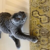 Scottish Fold, Kedi  Tüylü fotoğrafı