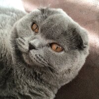 Scottish Fold, Kedi  Tüylü fotoğrafı