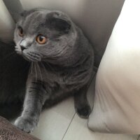 Scottish Fold, Kedi  Tüylü fotoğrafı