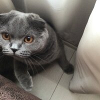 Scottish Fold, Kedi  Tüylü fotoğrafı