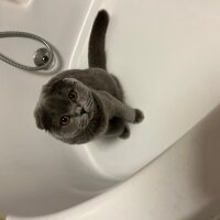 Scottish Fold, Kedi  Tüylü fotoğrafı