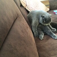 Scottish Fold, Kedi  Tüylü fotoğrafı