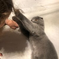 Scottish Fold, Kedi  Tüylü fotoğrafı